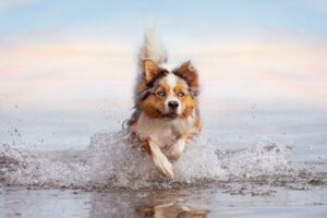 Australian Shepherd springt durch das Meer und die Wassertropfen umringen ihn